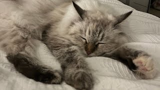 Siberian cat getting groomed ♡´･ᴗ･♡ with soothing purring [upl. by Rj265]