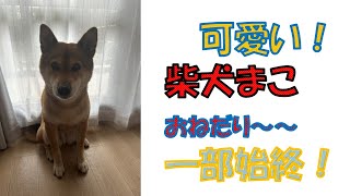 我が家の柴犬まこは、おねだりするときはこんな感じです！ [upl. by Ynohtna]