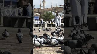 Both mosques are full of blessings for us viralvideo love shorts shortvideo [upl. by Letitia]