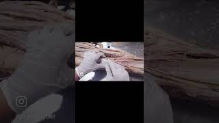 POPLITEAL FOSSA ANATOMYanatomy boundaries content dissection [upl. by Lenna]