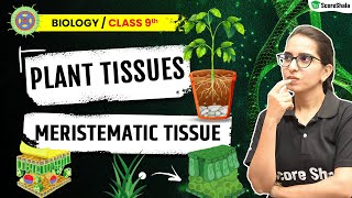 Plant Tissues  Meristematic Tissue  Tissues Class 9  Biology Chapter 6 [upl. by Sawyor]