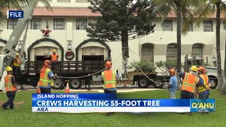 Honolulu City Lights’ Christmas tree gets prepared for lighting [upl. by Llaccm]