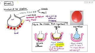 93 Alveolus Cambridge AS A Level Biology 9700 [upl. by Jeffry]