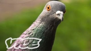 Chinas Millionaire Pigeon Racers Part 13 [upl. by Utham]