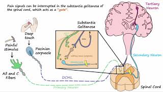 Gate Control Theory of Pain [upl. by Ellehcer]