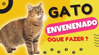 GATO ENVENENADO OQUE FAZER  COMO SABER SE ELE FOI ENVENENADO OU NÃO [upl. by Ordnael]