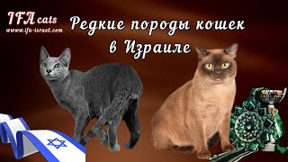 Выставка кошек 16 марта Ришон Лнцион Редкие породы кошек Израиль [upl. by Rora]