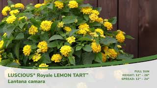 Luscious Royale Lemon Tart Lantana [upl. by April]