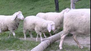 Counting Sheep Log Jumping [upl. by Aihppa]