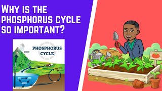 Why is The Phosphorus Cycle So Important [upl. by Keith]