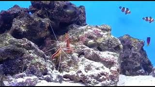 Cleaner Shrimp cleaning Flame Hawk fish [upl. by Gnilsia]