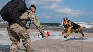 Most Emotional Reunions Between Dogs and Their Beloved Owners That Will Melt Your Heart ❤️ [upl. by Hesta]