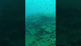 So disorienting 🫨 underwater fish schooloffish asmr scubadiving [upl. by Ecnerat]