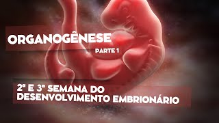 Organogênese parte 1  2ª e 3ª semana do desenvolvimento embrionário  Gastrulação e Neurulação [upl. by Anaeel]