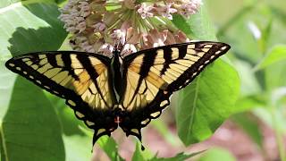 Eastern Tiger Swallowtail butterfly  Papilio glaucus Linnaeus [upl. by Ahsain]