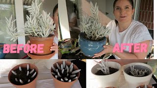 PROPAGATING and REPOTTING my NEW PLANT  SENECIO HAWORTHII [upl. by Fiel342]