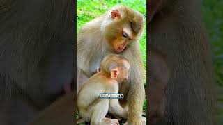 The baby cried and fell asleep because the mother did not give him milk Mother looks baby Macaca [upl. by Assirim]