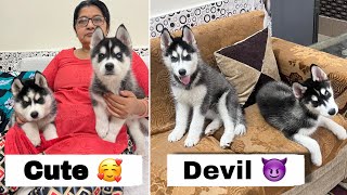 Panda amp Sultan is Aggressive now 😨 Husky Dog  Rottweiler Review reloaded￼ [upl. by Akoyin]