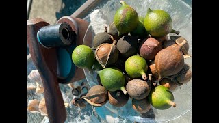 Growing Harvesting and Cracking Macadamia Nuts in Florida  Dana White Macadamias [upl. by Ieluuk770]