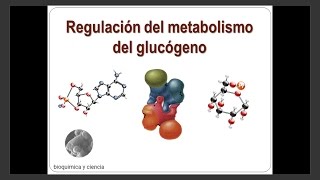 Regulación del metabolismo del glucógeno [upl. by Davita556]