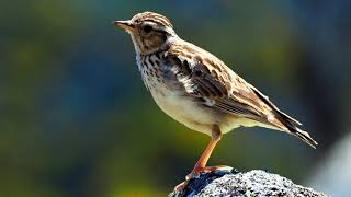 WoodlarkBirds SingingLullula arborea [upl. by Hceicjow]