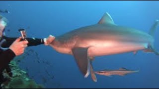 Shark comes too close to scuba diver gets punched on the snout [upl. by Cilurzo]