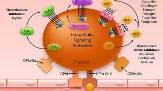 Antiplatelet vs Anticoagulant [upl. by Hamann964]