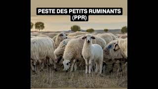 Pests des petits ruminants  PPR [upl. by Naasar896]