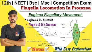 Flagellar Locomotion In Protozoa  Locomotion In Euglena  By Dadhich Sir [upl. by Olav]