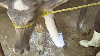 Plaster of Paris for treatment of metacarpal fracture of a Buffalo calf 🐃🐃 شکستگی 🐃🐃 ふくらはぎの脚の骨折 🐃🐃 [upl. by Notsahc]