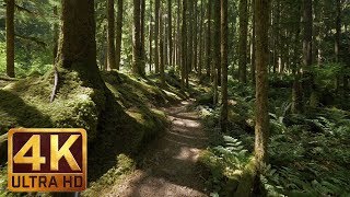 4K Virtual Forest Walk along Middle Fork Trail at Snoqualmie region Part 1 3 HR Relax Music [upl. by Atelokin]