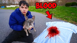 My Dog Found Blood… [upl. by Wiley415]