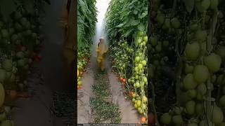 करोड़पति बनाने वाली टमाटर की खेती 🔥 cherry tomato [upl. by Alleoj687]