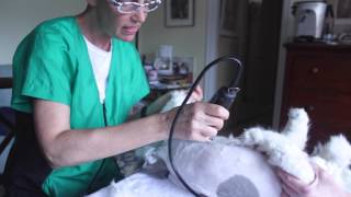 More Persian Cat Grooming With The Pet Maven The Lion Cut [upl. by Inva677]