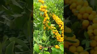 European plumspickingfruitvegetablerural lifefruitpicking pickingfruitfarmingruralharvest [upl. by Duane]