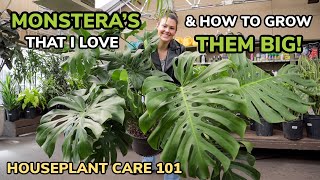 BEST Monstera amp Growing Them BIG Monstera Care Light Repotting Soil Water  Houseplant Care 101 [upl. by Aikaj]