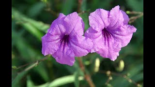 Plant Review Mexican Petunia Ruellia simplex [upl. by Bradski]