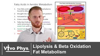 Lipolysis and Beta Oxidation  Fat Metabolism [upl. by Bettencourt]