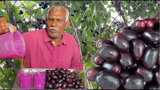 சர்க்கரை நோய்  இதய நோய் பாதிப்பு குணப்படுத்தும் நாவல் பழம்  Navapalam benefits in tamil நாகப்பழம் [upl. by Stanislaus592]