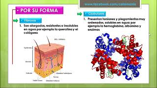 BIOMOLÉCULAS ORGÁNICAS  PROTEINAS  Cotamania [upl. by Swithbart281]