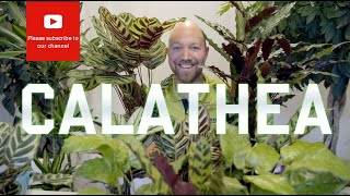 All you need to know about Calathea [upl. by Pearlstein]