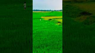 Village in Jharkhand 💚 indian village villagelife jharkhand trending viral music shorts [upl. by Yenittirb]