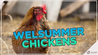 All About Welsummer Chickens [upl. by Purpura221]