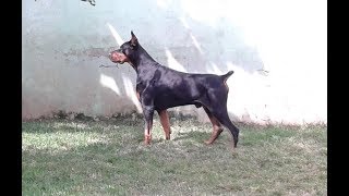 dobermann bravo [upl. by Nikolaos]