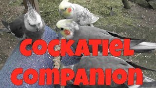 Cockatiel Companion 60 minutes of Entertainment for your Pet Cockatiel [upl. by Eniluj]