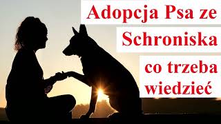 Adopcja PSA ze Schroniska  co trzeba wiedzieć [upl. by Dygall341]