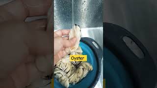 How to wash Giant Oyster satisfyingvideo foryou asmr oysters giant [upl. by Jarred]