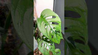 Repotting my Swiss Cheese Plant with a New Pole  Monstera Adansonii plantcare swisscheeseplant [upl. by Anivel892]