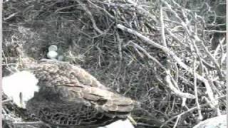 NCTC Bald Eagle 031711 Eagle fights off intruder Shepherdstown WV [upl. by Anjanette]