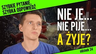 Nie je nie pije a żyje  zwierzę bez układu pokarmowego  Szybkie pytanie szybka odpowiedź 34 [upl. by Fosdick704]